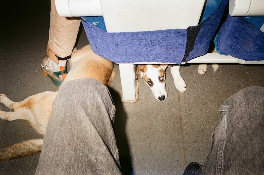 Moving Abroad With a Dog or Cat in 2026? The 21-Day, 180-Day and Quarantine Lead-Time Trap