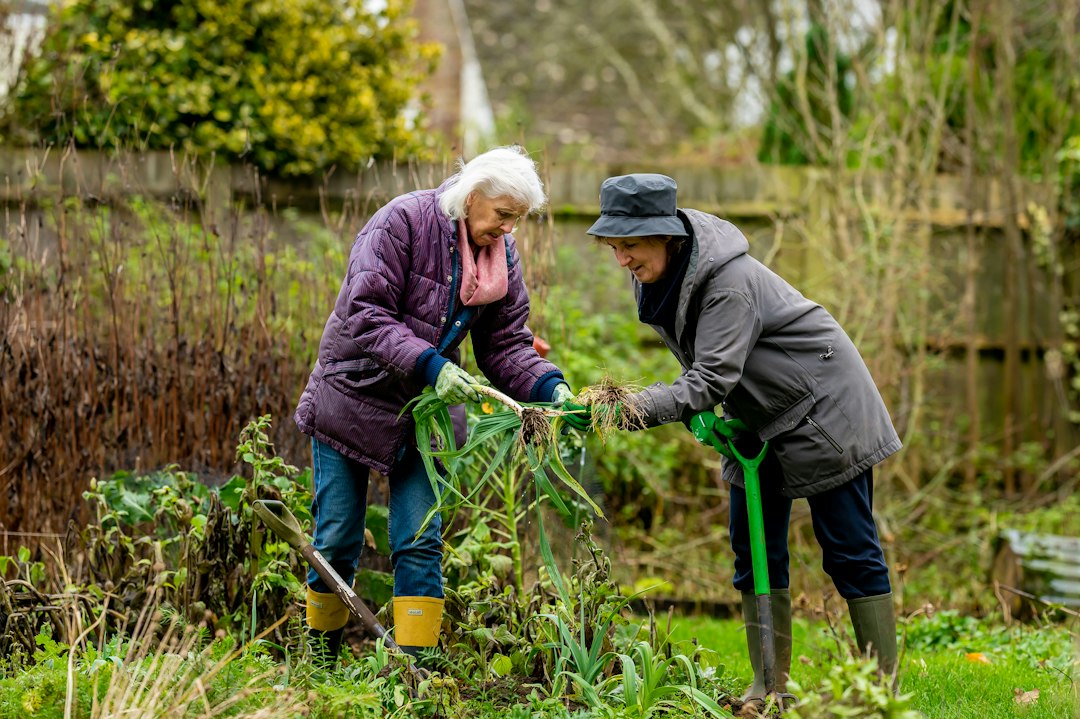 Two older women gardening together outdoors.